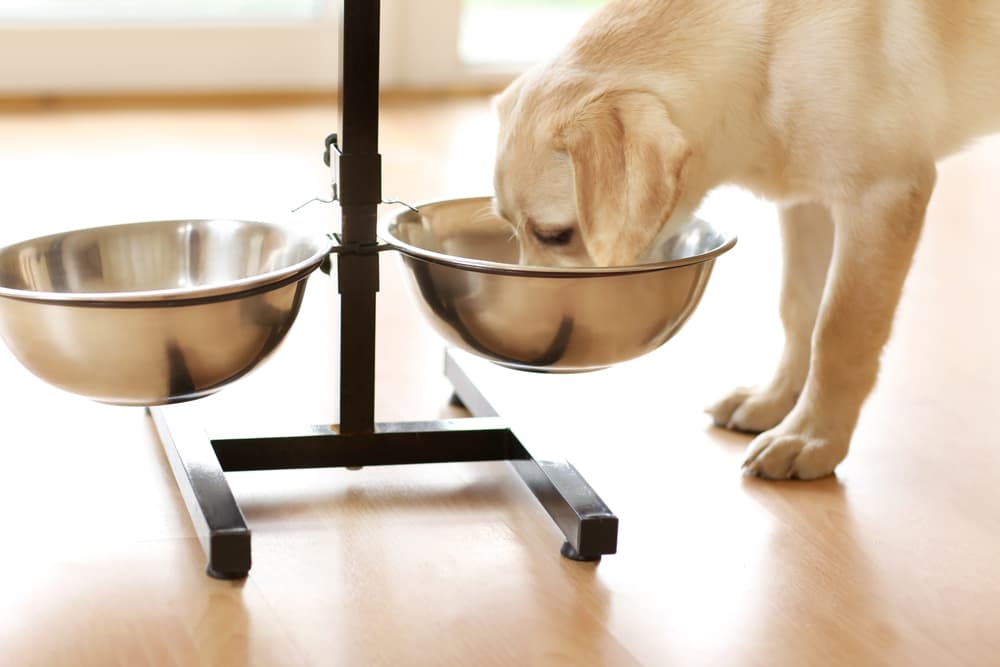 Raised food bowls can cause bloat