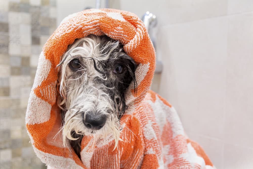 Dog at home being in a towel after a bath