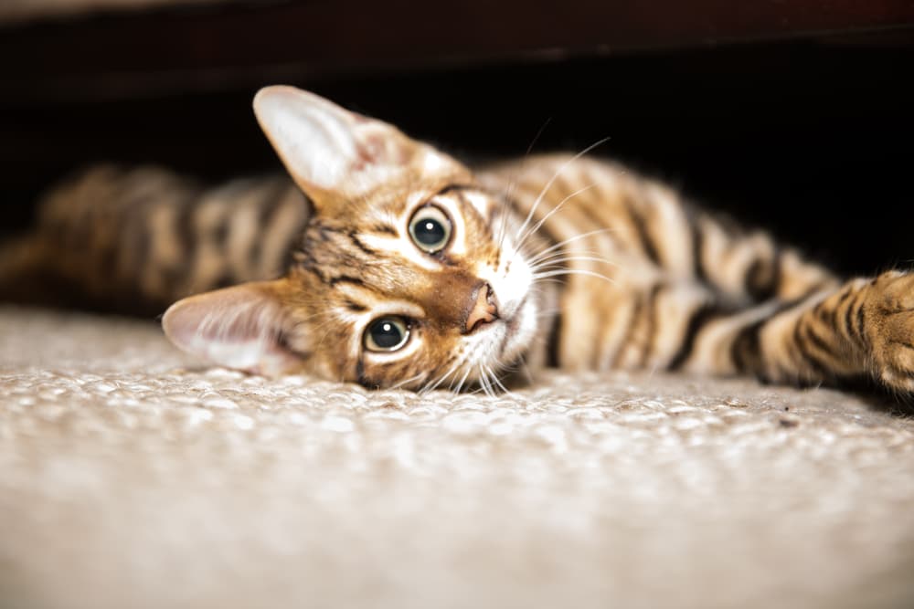 Adult Toyger cat laying down