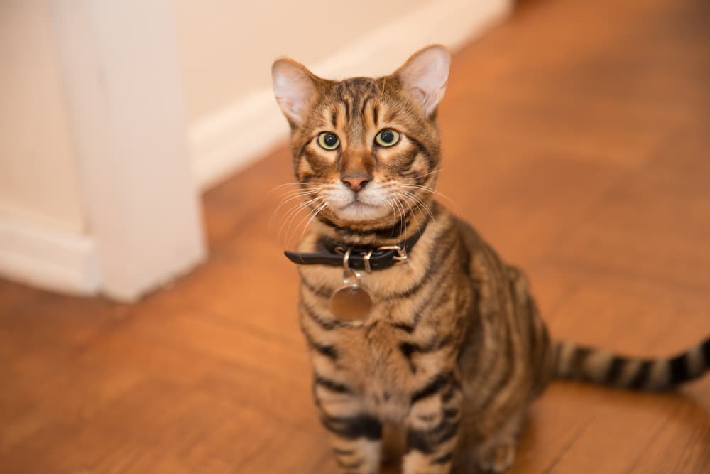 Toyger cat with collar looking at camera