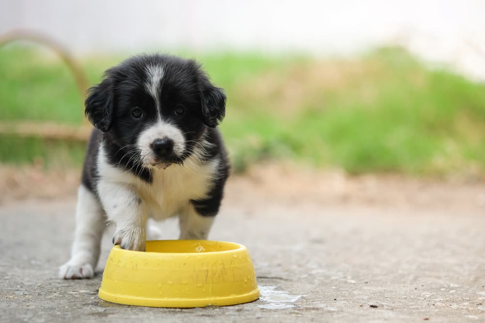 Black and white puppy with water bowl outside