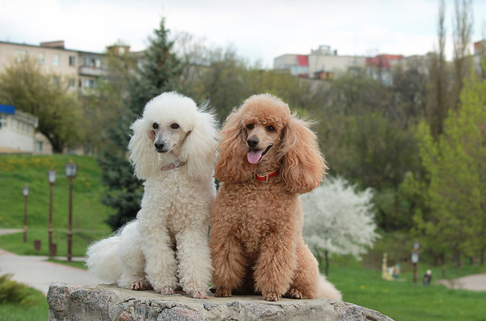 Two poodles outside sitting on a wall