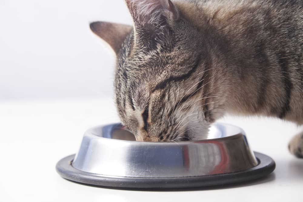 Cat eating from bowl very quickly