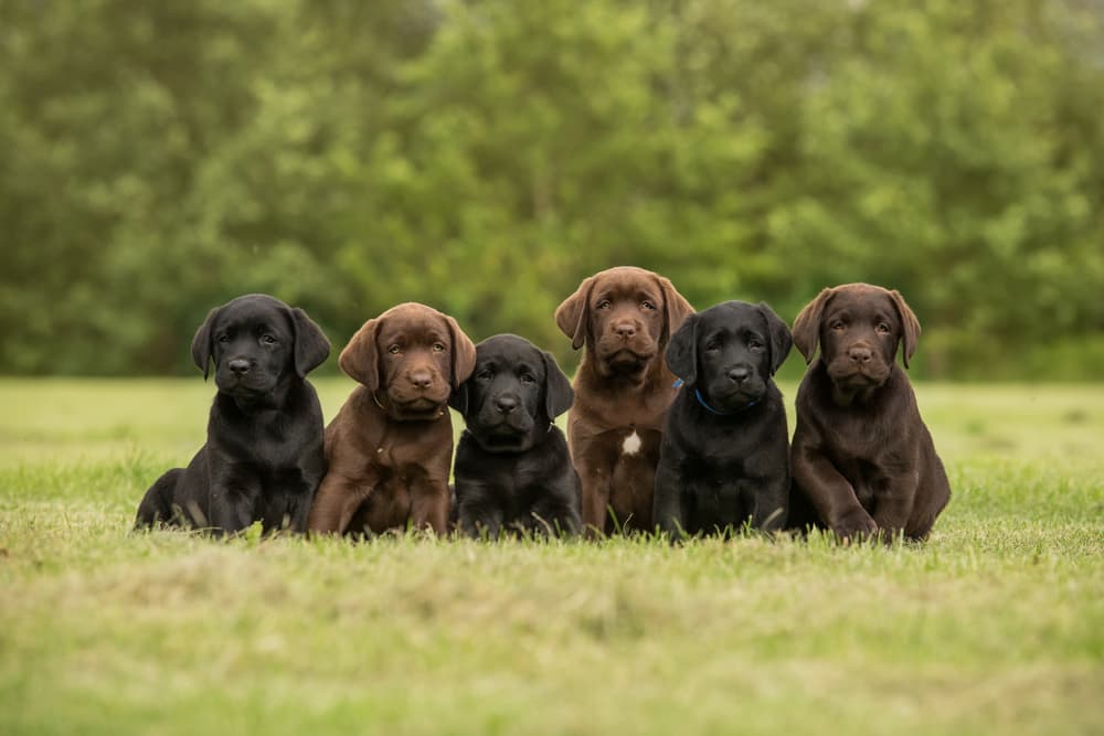 Chocolate Lab puppies sitting in a row