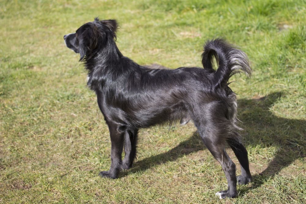 Dog standing alert with curved tail