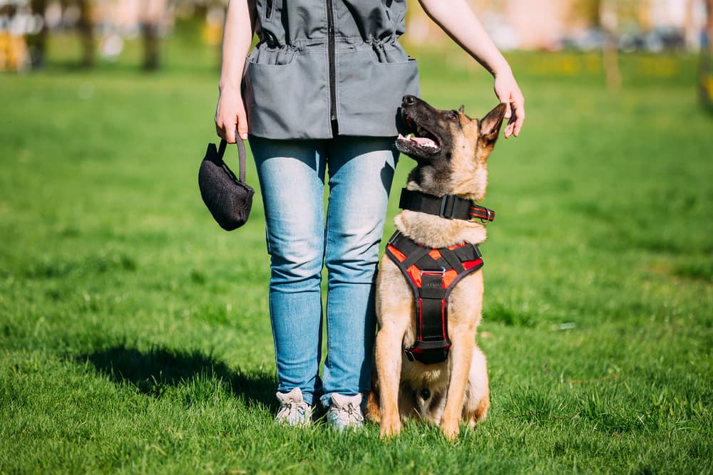 14 Things Dog Trainers Want You to Know