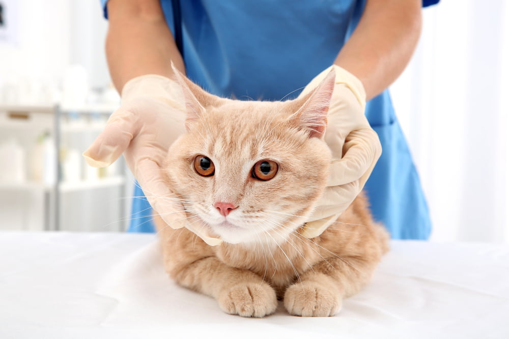 Veterinarian feeling cat lymph nodes