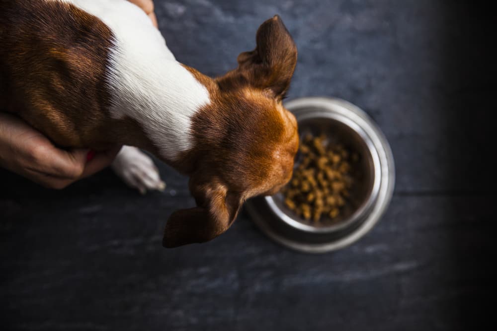 Protein for Dogs: Everything You Need to Know