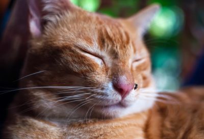 Can Cats Get Heartworm?