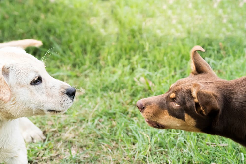 Two dogs stare each other down