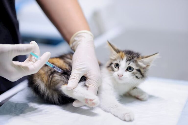 Kitten getting vaccinated for FeLV