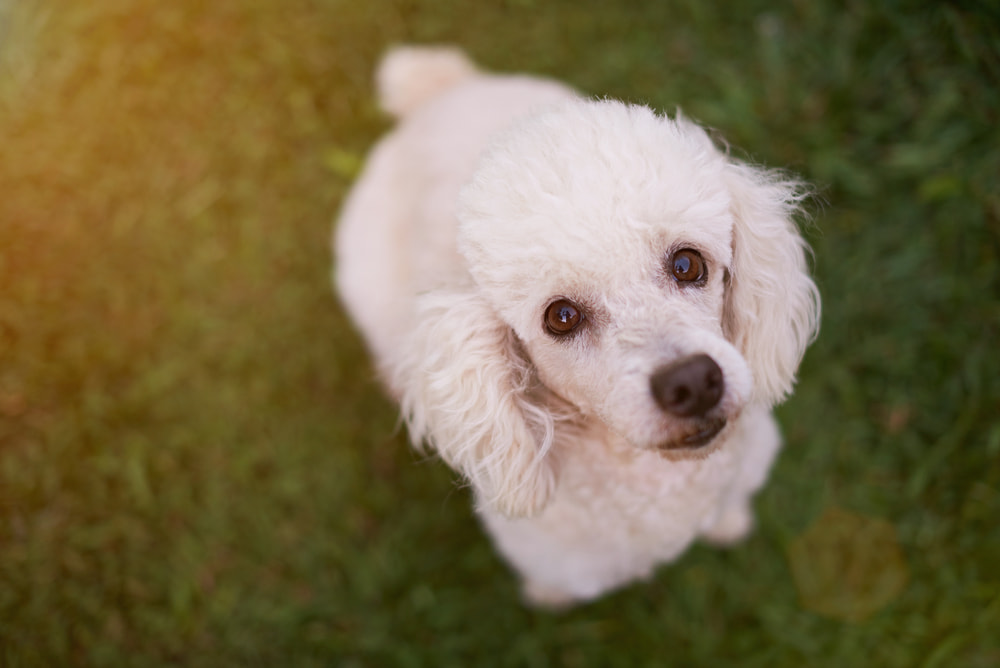 Sweet white poodle looking at camera