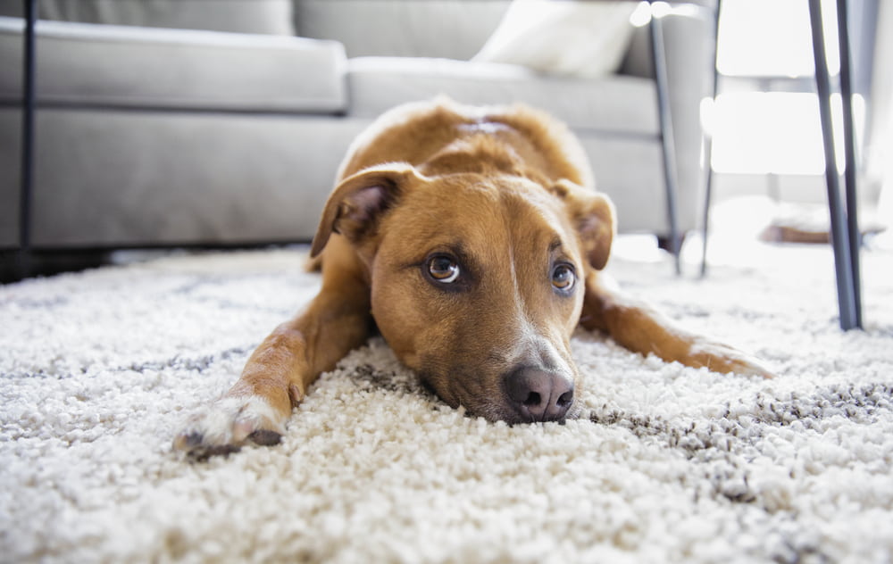 Rescue dog lying on carpet at home