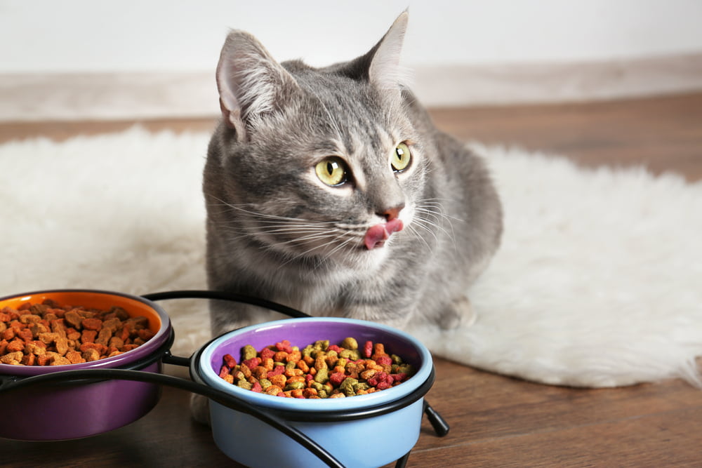 Taurine for Cats: Why It’s Important