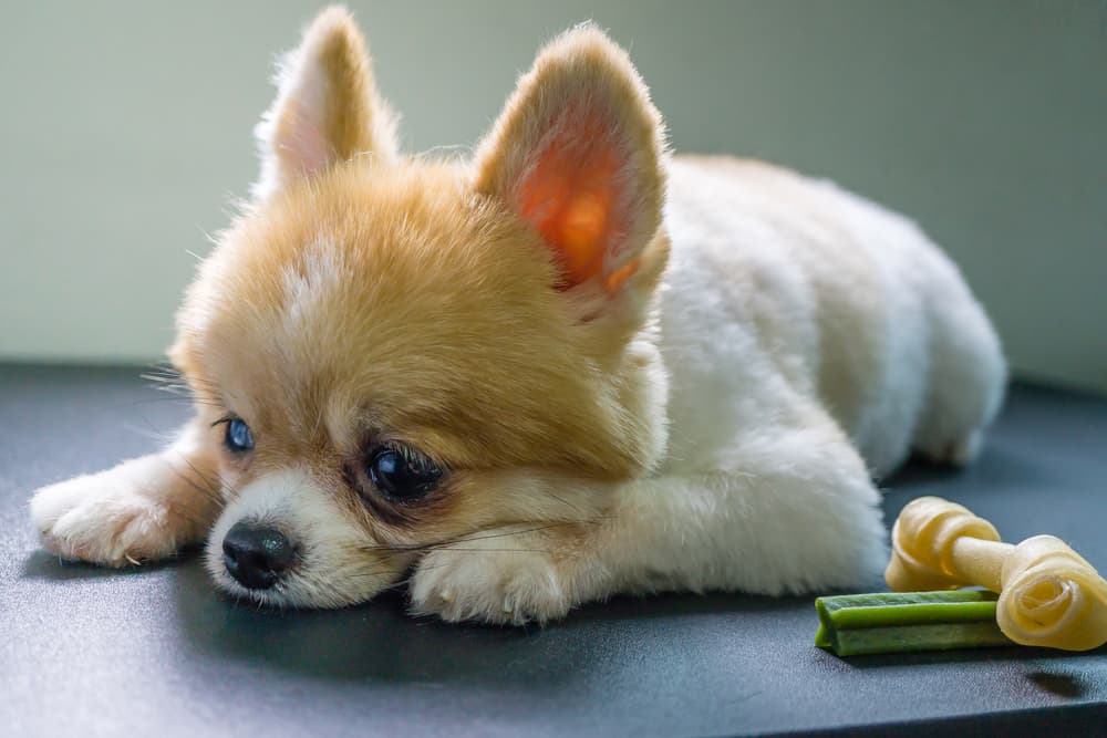 Pomeranian with lethargy