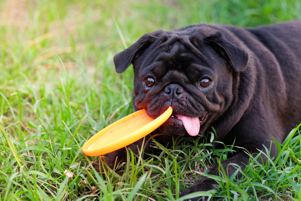Pug with frisbee outside