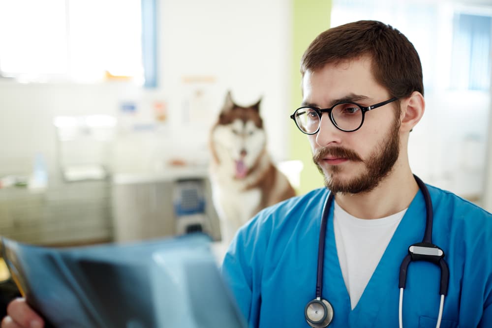 Veterinarian looking at the x-ray for a dog
