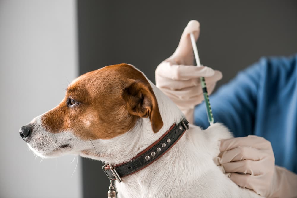 Leptospirosis Vaccine for Dogs: Everything You Need to Know
