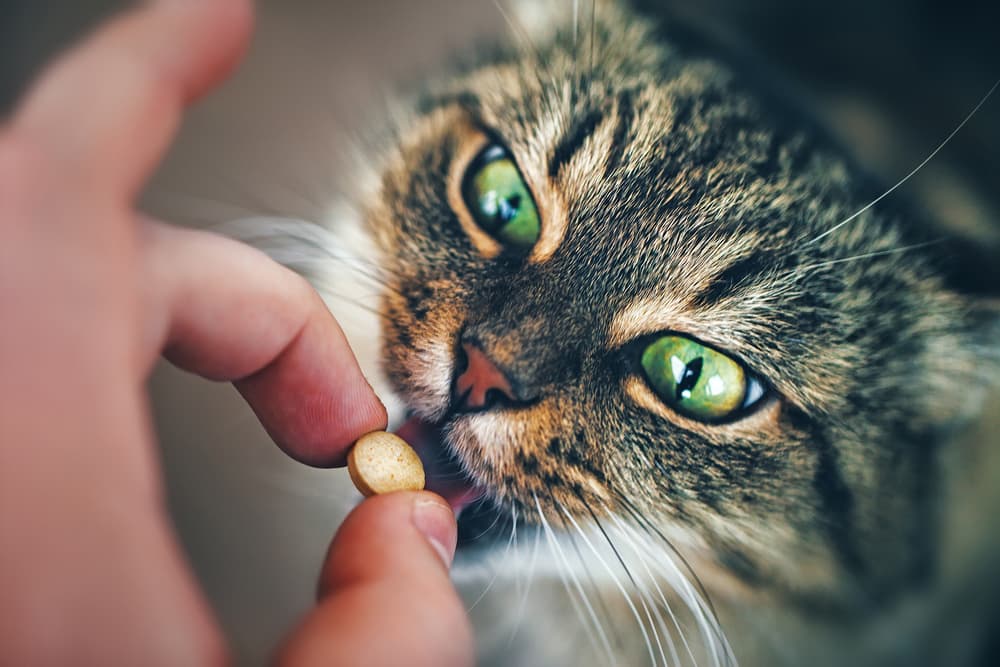 Cat taking a pill