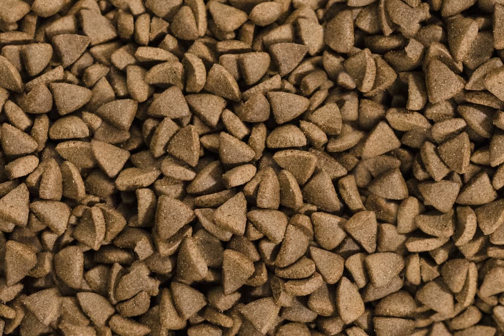 Dried dog food close up