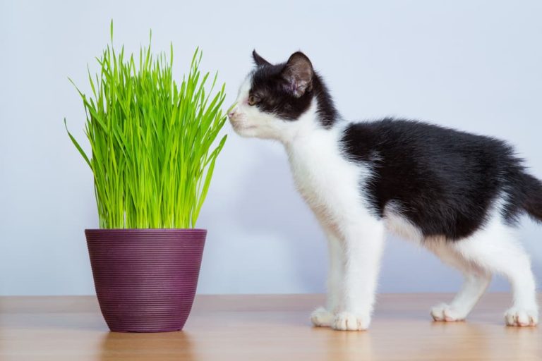 Kitten eating wheatgrass