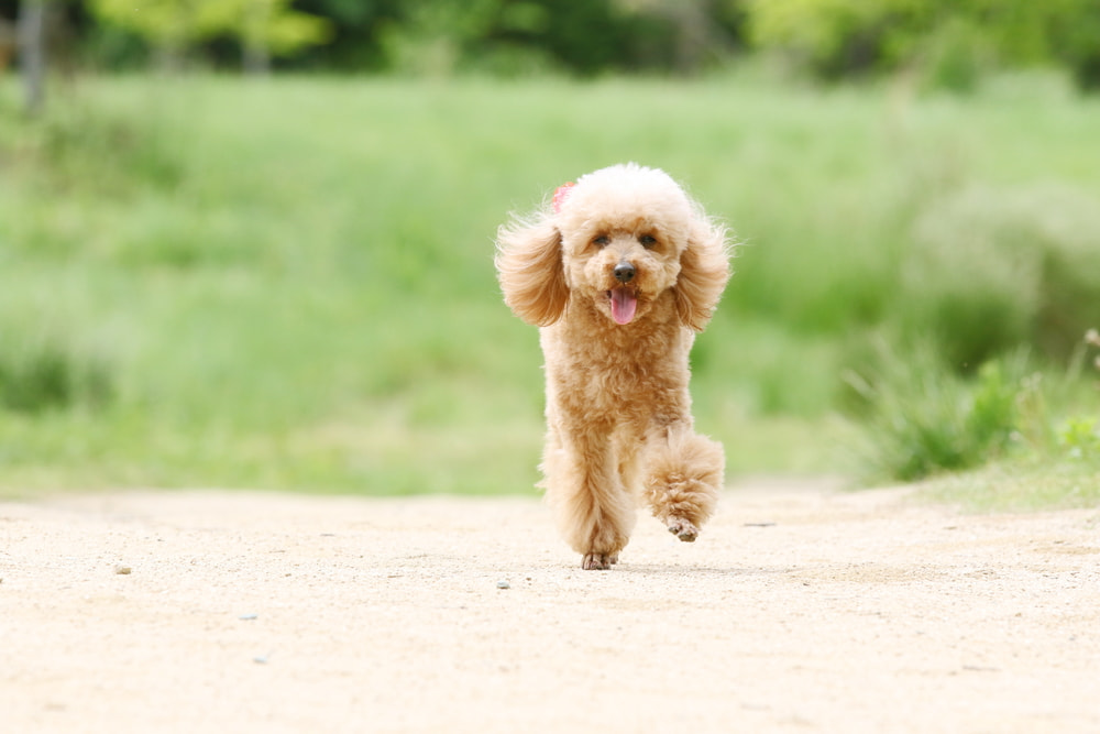Poodle running on path