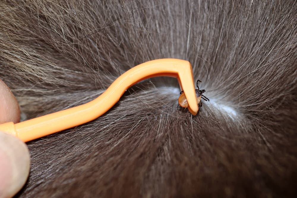 Removing a tick from cat 