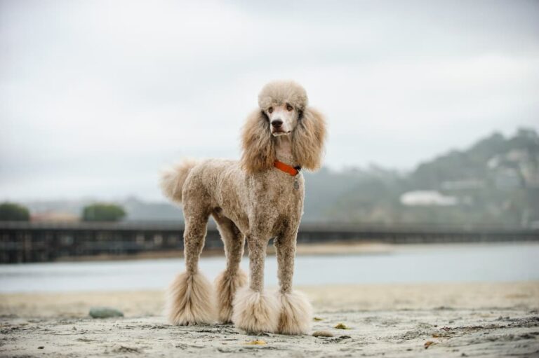 Poodle dog on the beach