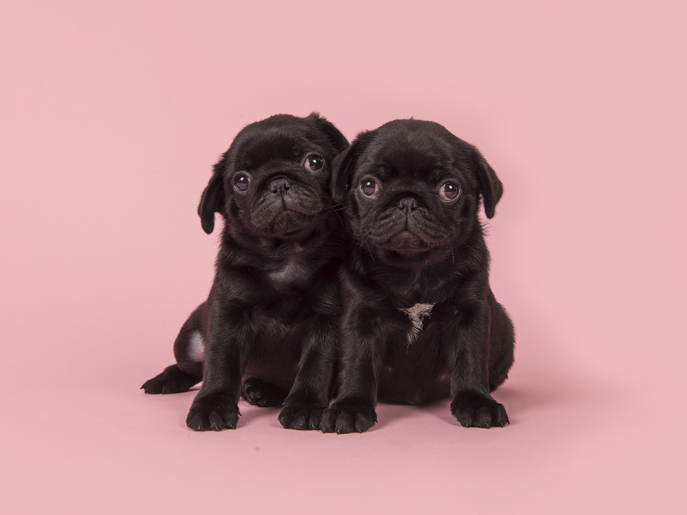 Two pug puppies on pink background