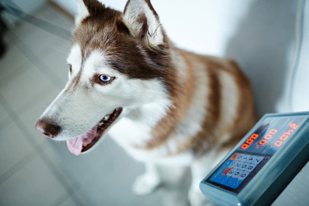 Husky gets weighed on scale