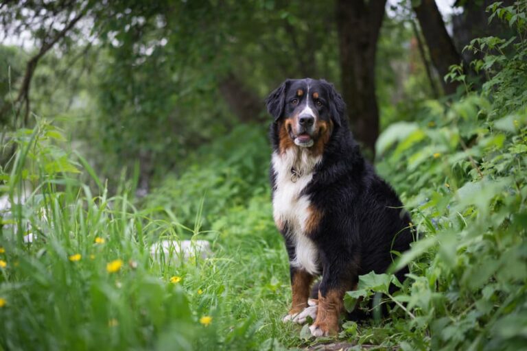 Bernese Mountain Dog sitting in the woods