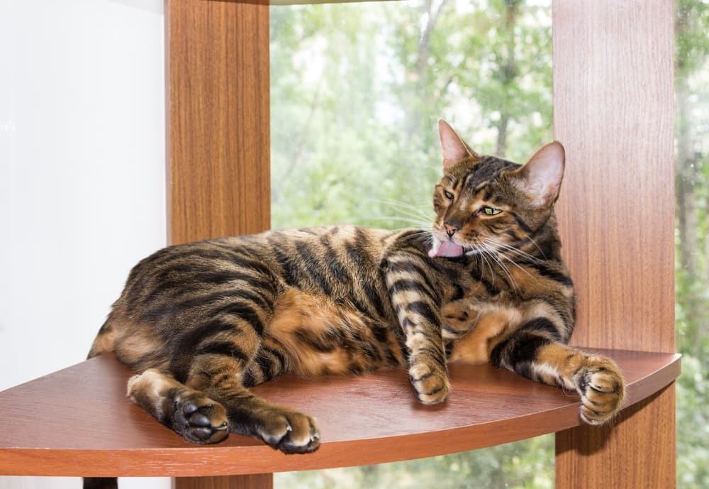 Toyger cat grooming itself