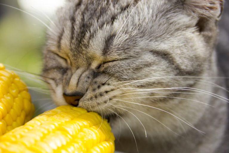 Cat with corn on the cob