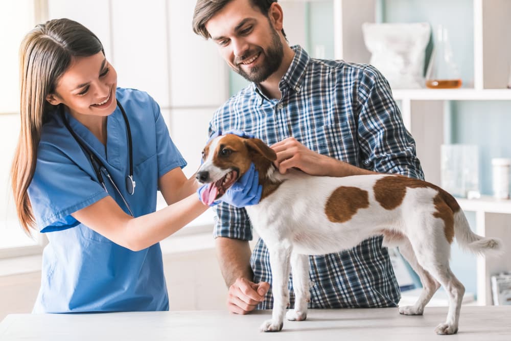 Veterinary with dog and owner