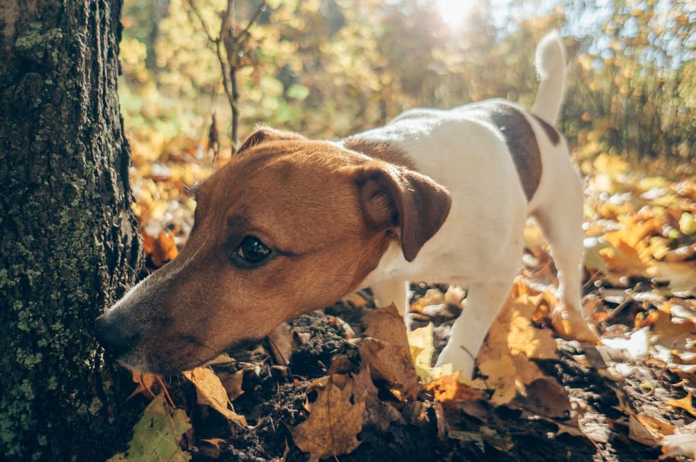Are Acorns Bad For Dogs?