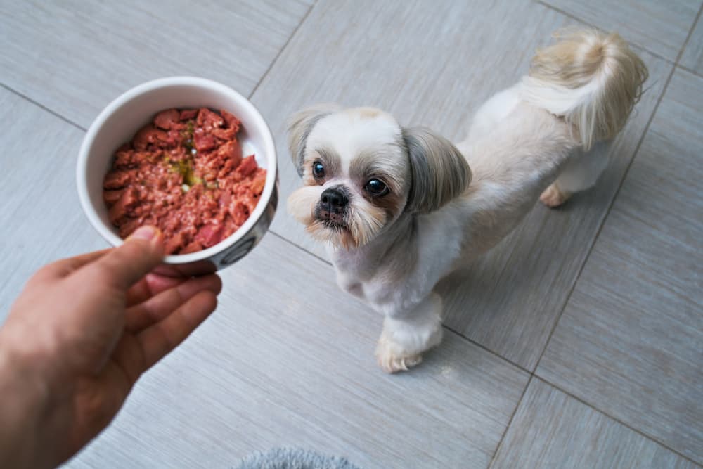 Pet owner putting down a bowl of food for dog