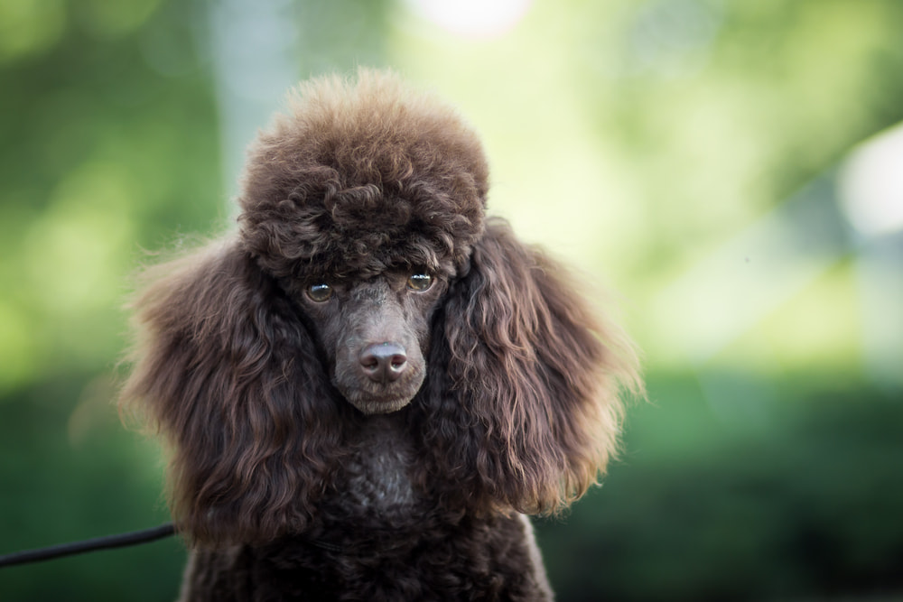 Brown toy Poodle