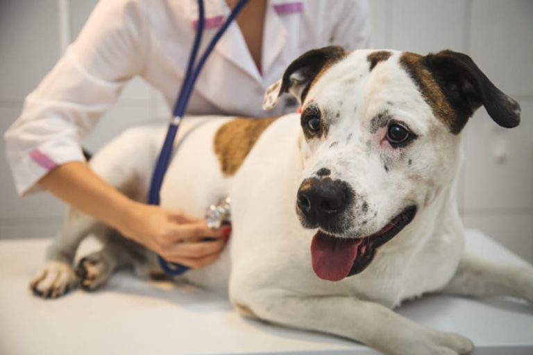 Dog getting heart examined