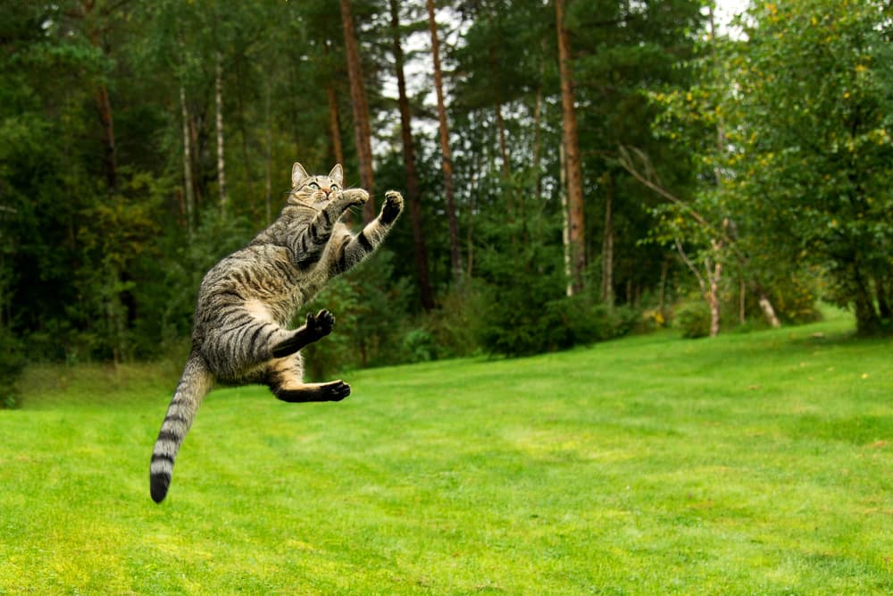 How High Can Cats Jump?