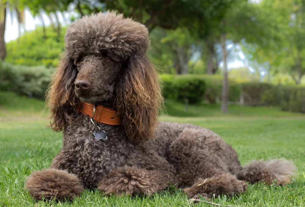 Brown Poodle lying in the grass outside