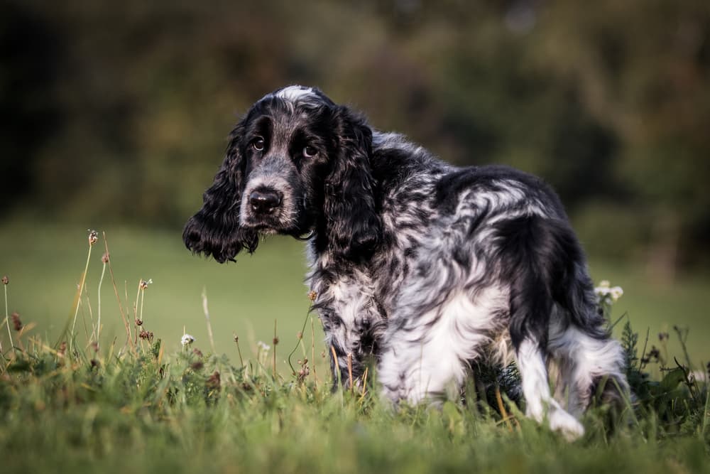 Black and white Cocker Spaniel looking at the camera