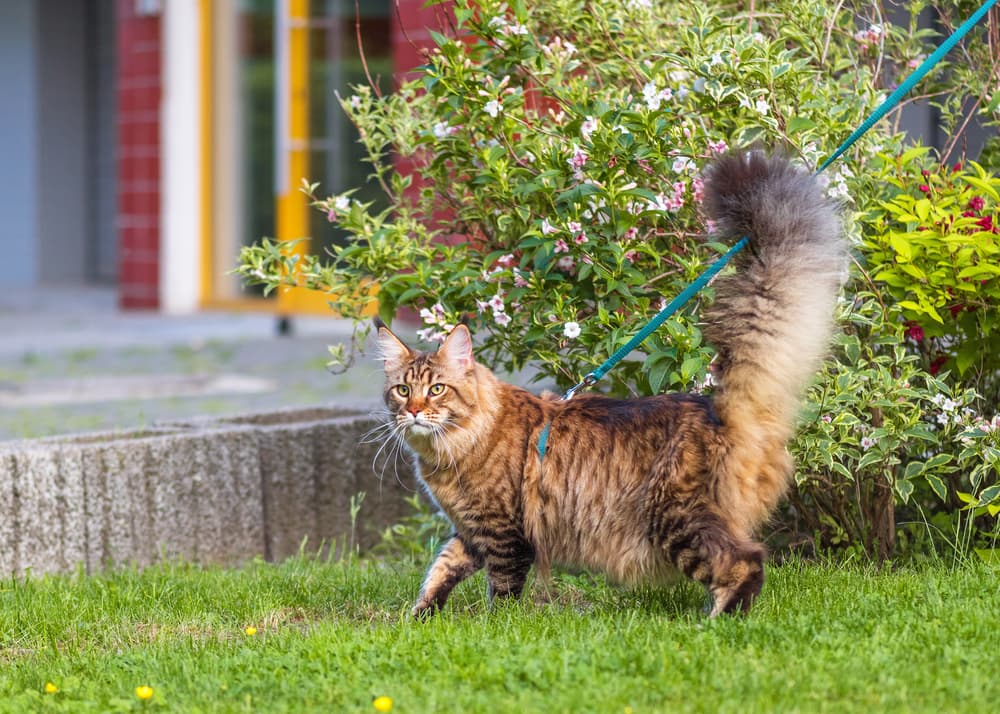 Cat on leash in yard