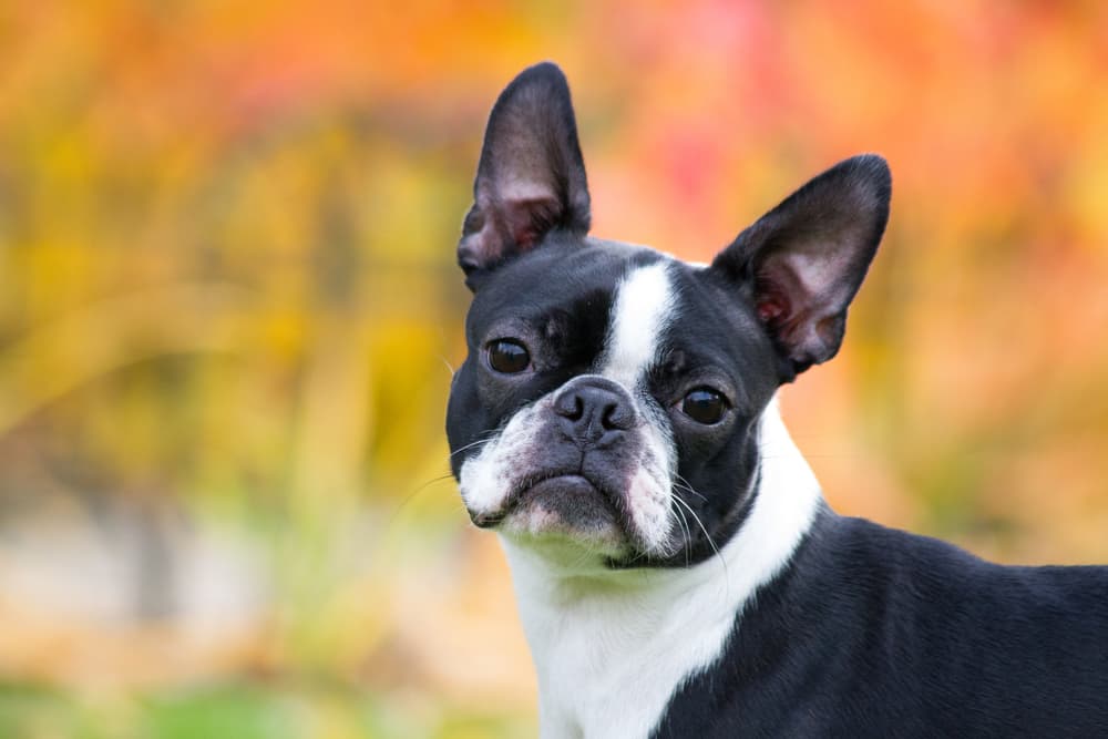 Boston terrier puppy looking at owner outside