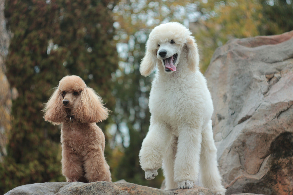 Two Poodles with traditional haircut