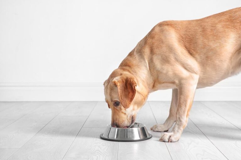 Labrador dog eating from bowl