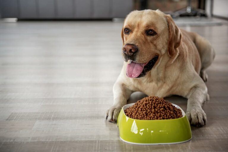 Golden retriever eating food out of bowl