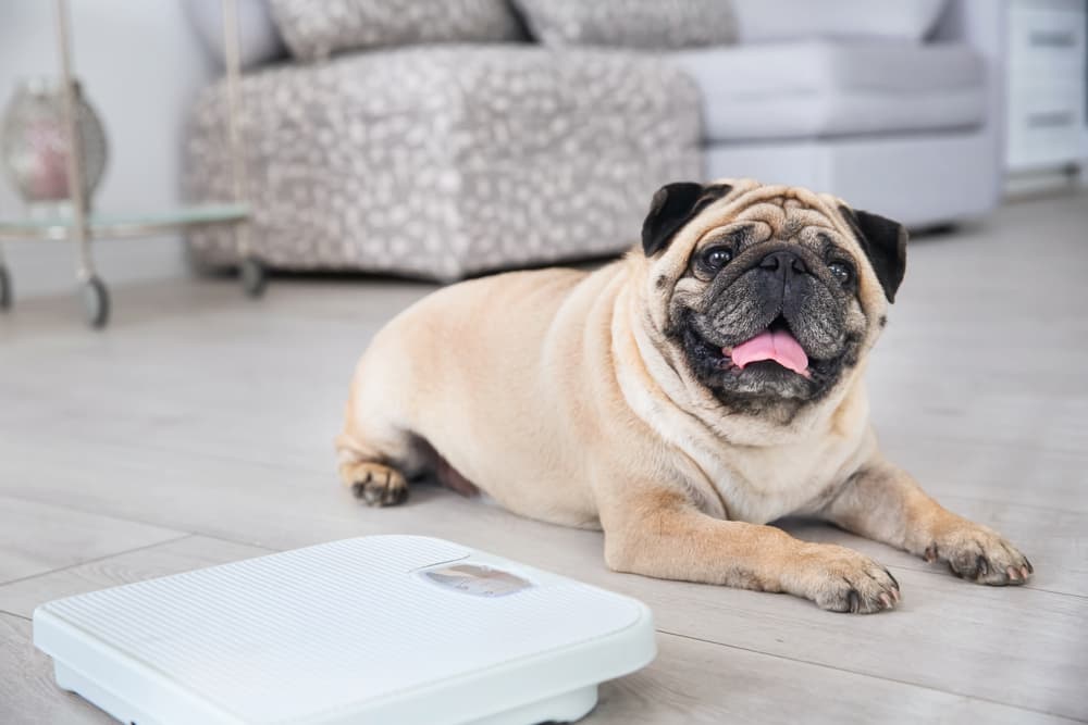Overweight pug on floor with scale