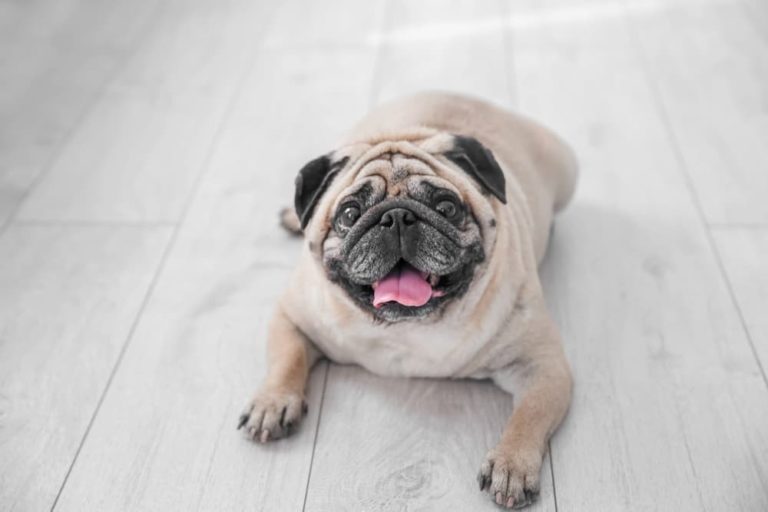 Overweight Pug on floor at home