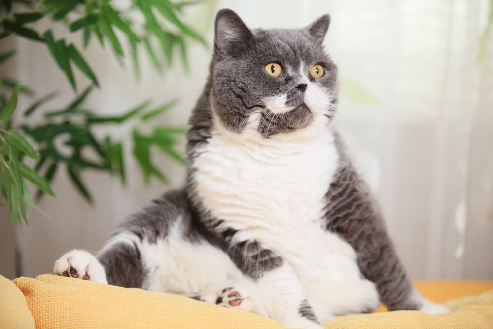 Grey and white overweight cat