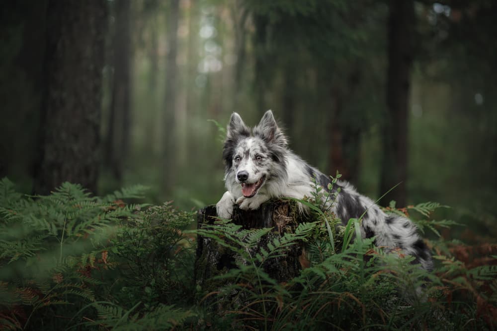 Dog sitting on a tree stump in the forest